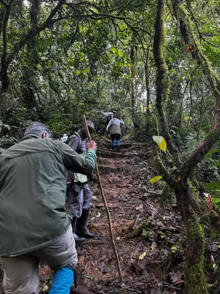 Gorilla trekking in Bwindi Impenetrable Forest