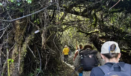 Mount Gahinga National Park - Golden Monkey trekking