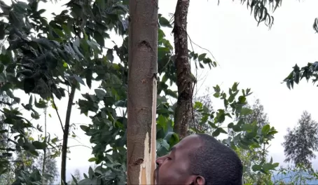 Gorilla trekking in Rwanda - learning how to feed like a gorilla