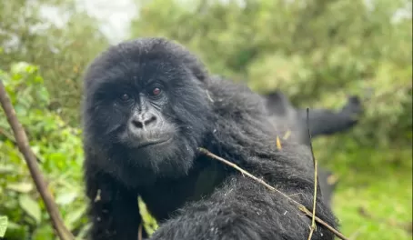 Gorilla trekking in Rwanda - trying to grab my phone!