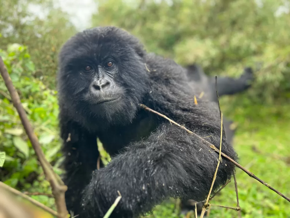 Gorilla trekking in Rwanda - trying to grab my phone!