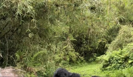 Gorilla trekking in Rwanda