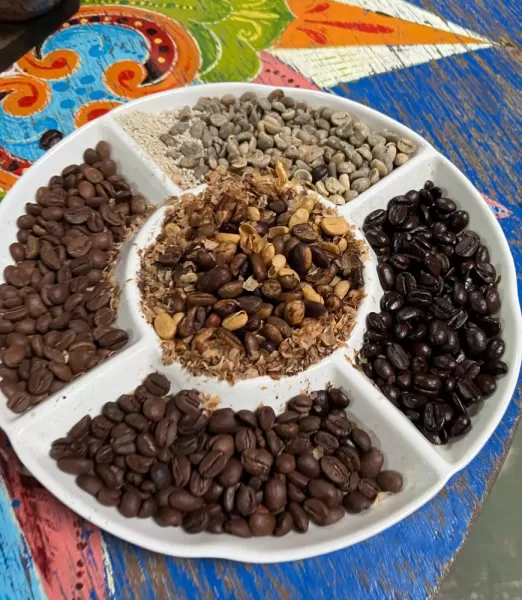 Coffee bean in the Don Juan Farm