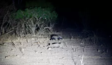 Civet on a spotlight game drive, Lower Zambezi National Park