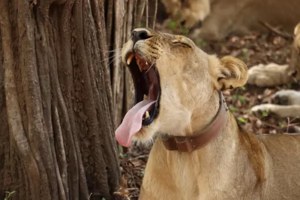 Yawning Lioness (South Luangwa National Park)