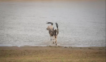 Kicking Cookson's Wildebeest along the Luangwa River