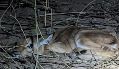 Newborn Impala, Lower Zambezi National Park