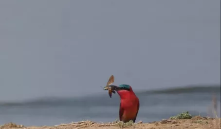 Southern Carmine Bee-eater (with its lunch) in Lower Zambezi National Park