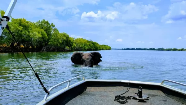 Big bull elephant playing in the Kafue River, Kafue National Park