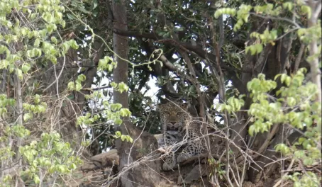 Leopard on termite mound in Kafue National Park