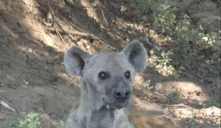 Young hyena in South Luangwa National Park