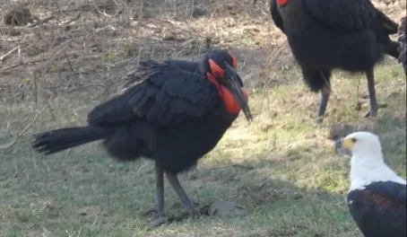 Southern Ground Hornbill with African Fish Eagle