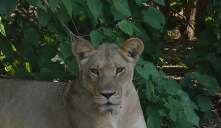 Lioness in Lower Zambezi National Park