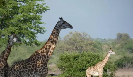 Thornicroft's Giraffe in South Luangwa National Park