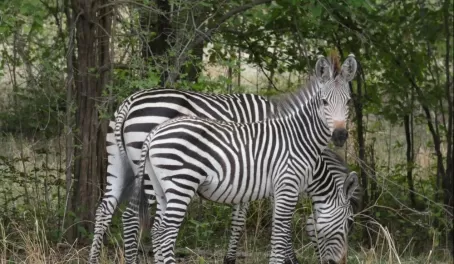 Crayshaw's Zebra in South Luangwa National Park