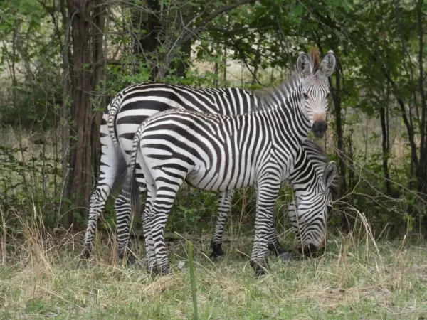 Crayshaw's Zebra in South Luangwa National Park