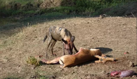 African Wild Dog with impala kill in Lower Zambezi National Park