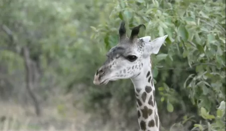 Very young Thornicroft's Giraffe