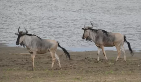 Cookson's Wildebeest (an endemic species) in South Luangwa National Park