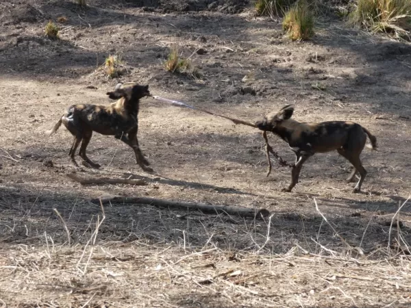 African Wild Dogs play Lady & the Tramp with impala leftovers