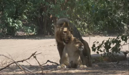 Lions mating in Lower Zambezi National Park