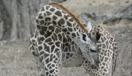 Thornicroft Giraffe with an itch