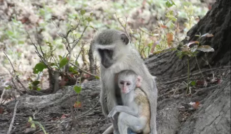 Vervet Monkey mother and baby