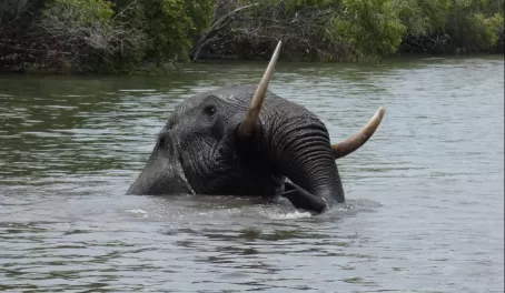 Elephant playing in the Kafue River