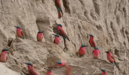 Southern Carmine Bee-eaters along the banks of the Luangwa River