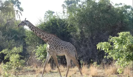Thornicroft's giraffe (an endemic subspecies) in South Luangwa National Park