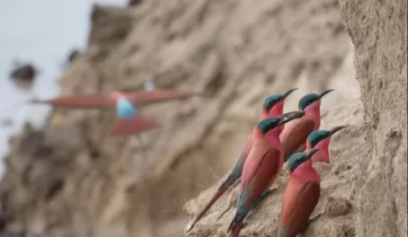 Southern Carmine Bee-eaters nesting along the banks of the Luangwa River