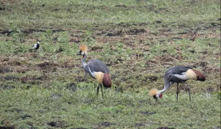 Gray-Crowned Cranes on the dambo in Kafue National Park