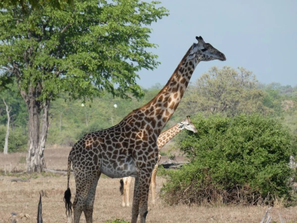Thornicroft's giraffe (an endemic subspecies) in South Luangwa National Park, Zambia