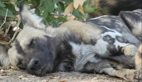 African Wild Dog napping in Lower Zambezi National Park