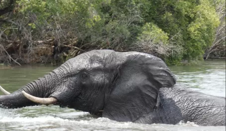 Bull elephant trying to splash us in the Kafue River