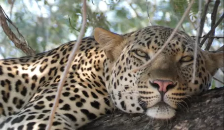 Male Leopard in tree at Lower Zambezi National Park