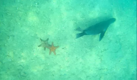 starfish and sea lion