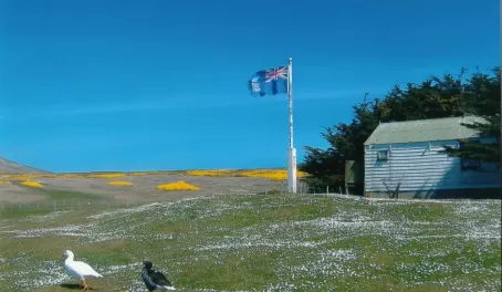 Falkland Islands flag and Kelp Geese at West Point Island