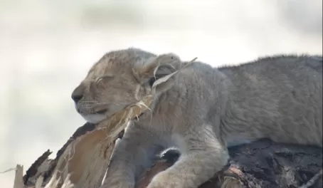 Sleeping lion cub