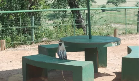 Monkey ready to join us for lunch at Tarangire National Park