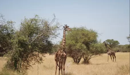 Kids love giraffes
