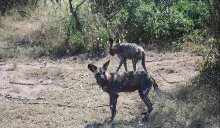 African Wild Dogs in the Serengeti, a rare sighting