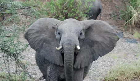 Elephant in the Serengeti