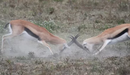 Battling impalas