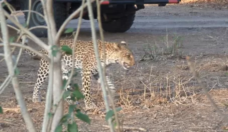 Leopard checking out vehicles in Lower Zambezi National Park