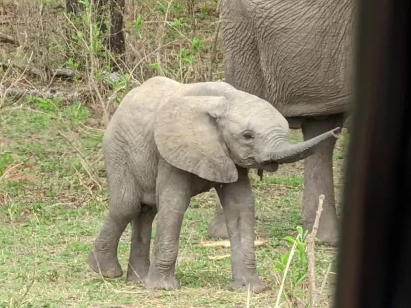 Very Young Elephant in Lower Zambezi National Park