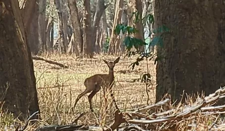 newborn impala, Lower Zambezi National Park