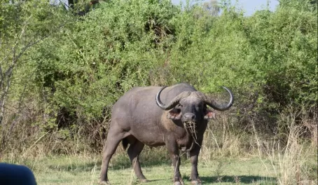 Big cape buffalo in South Luangwa National Park