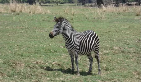 Crawshaw's Zebra (notice the stripes going all the way down to the hooves)