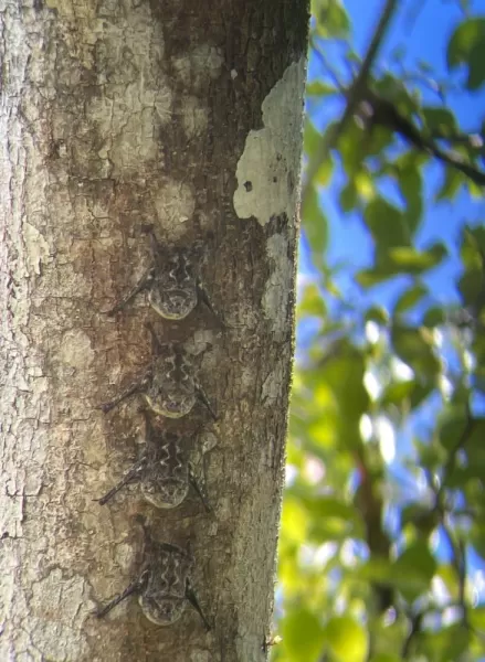 Bats in camouflage on the tree
